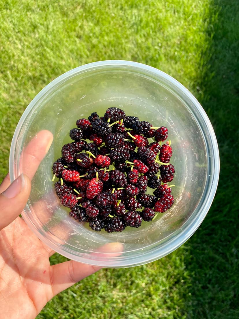 Mulberries